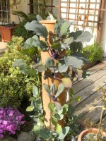 /album/fotogalerie-salatbaum/bild1156-jpg/