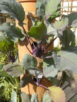 /album/fotogalerie-salatbaum/bild1157-jpg/