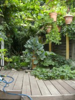 /album/fotogalerie-salatbaum/bild1290-jpg/