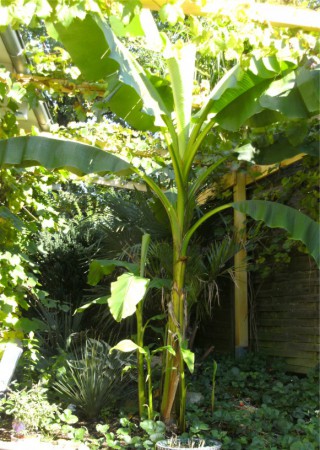 Musa Basjo, als sie vor 7 Monaten ausgepflanzt wurde, war sie so klein wie der Ableger links....